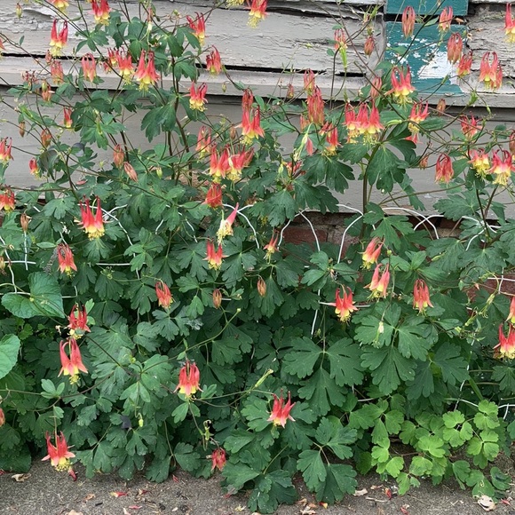 Meet your Posher, Sue - Picture 3 of 7